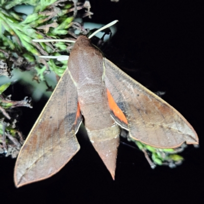 Hippotion scrofa (Coprosma Hawk Moth) at Braidwood, NSW - 16 Mar 2024 by MatthewFrawley