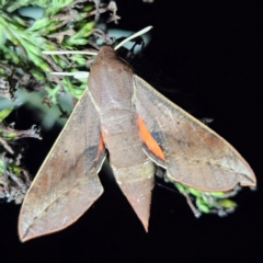Hippotion scrofa (Coprosma Hawk Moth) at QPRC LGA - 16 Mar 2024 by MatthewFrawley