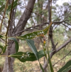 Protyora sterculiae (Kurrajong star psyllid) at Mount Majura - 16 Mar 2024 by waltraud