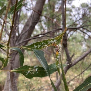 Protyora sterculiae at Mount Majura - 16 Mar 2024