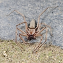 Gnaphosidae or Trochanteriidae (families) (Flat spider) at QPRC LGA - 17 Mar 2024 by MatthewFrawley