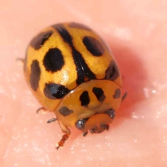 Peltoschema oceanica (Oceanica leaf beetle) at Black Mountain - 28 Feb 2024 by ConBoekel