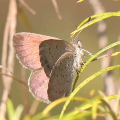 Erina hyacinthina (Varied Dusky-blue) at Point 57 - 27 Feb 2024 by ConBoekel