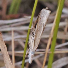 Culladia cuneiferellus (Crambinae moth) at Black Mountain - 27 Feb 2024 by ConBoekel