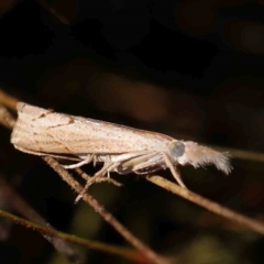 Culladia cuneiferellus (Crambinae moth) at Black Mountain - 27 Feb 2024 by ConBoekel