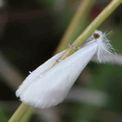 Tipanaea patulella (A Crambid moth) at Black Mountain - 27 Feb 2024 by ConBoekel