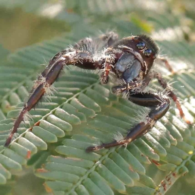 Unidentified Jumping or peacock spider (Salticidae) at Black Mountain - 27 Feb 2024 by ConBoekel