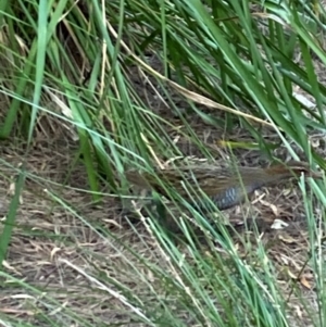 Gallirallus philippensis at Australian National University - 22 Feb 2024