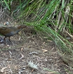 Gallirallus philippensis at Australian National University - 22 Feb 2024