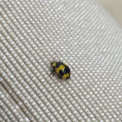 Illeis galbula (Fungus-eating Ladybird) at Aranda, ACT - 5 Mar 2024 by Jubeyjubes