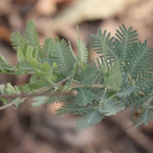 Acacia baileyana at Black Mountain - 28 Feb 2024 09:12 AM