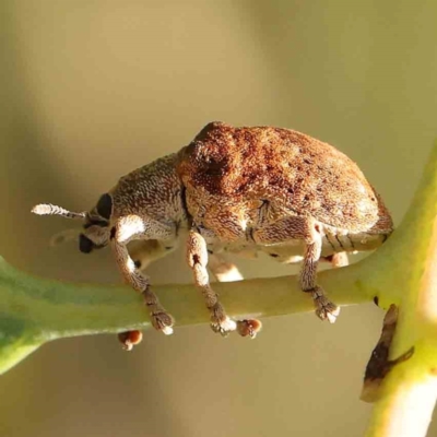 Gonipterus scutellatus (Eucalyptus snout beetle, gum tree weevil) at Black Mountain - 27 Feb 2024 by ConBoekel