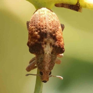 Gonipterus scutellatus at Black Mountain - 28 Feb 2024