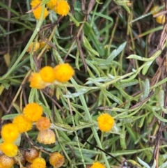 Chrysocephalum apiculatum (Common Everlasting) at Mulligans Flat - 16 Mar 2024 by JimL