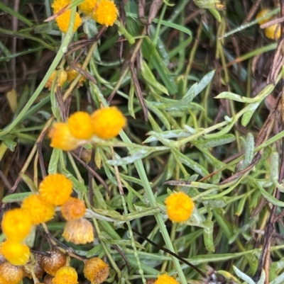 Chrysocephalum apiculatum (Common Everlasting) at Mulligans Flat - 17 Mar 2024 by JimL