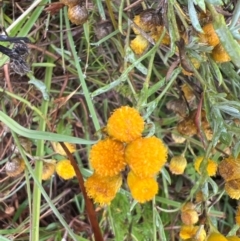 Chrysocephalum apiculatum at Mulligans Flat - 17 Mar 2024