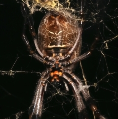 Trichonephila edulis (Golden orb weaver) at Mount Ainslie - 14 Mar 2024 by jb2602