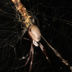 Trichonephila edulis at Mount Ainslie - 14 Mar 2024 04:45 PM