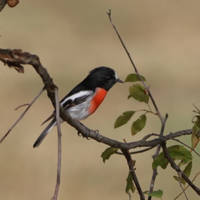 Petroica boodang (Scarlet Robin) at Hawker, ACT - 15 Mar 2024 by Trevor