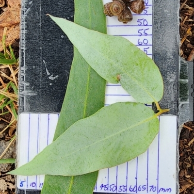 Eucalyptus bridgesiana (Apple Box) at Watson, ACT - 18 Mar 2024 by Steve818
