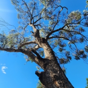 Eucalyptus bridgesiana at Watson, ACT - 19 Mar 2024