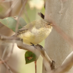 Smicrornis brevirostris (Weebill) at The Pinnacle - 16 Mar 2024 by MichaelWenke