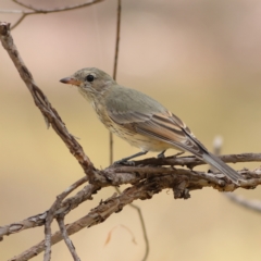 Pachycephala rufiventris (Rufous Whistler) at The Pinnacle - 16 Mar 2024 by Trevor