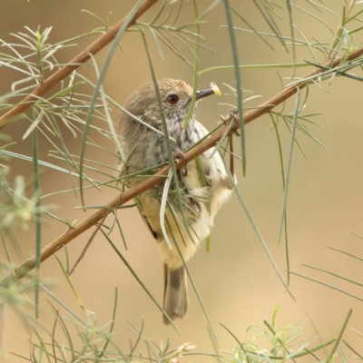 Acanthiza pusilla (Brown Thornbill) at The Pinnacle - 16 Mar 2024 by MichaelWenke