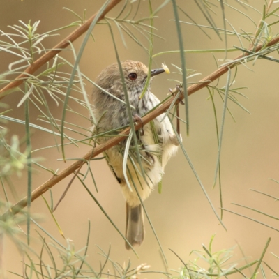 Acanthiza pusilla (Brown Thornbill) at The Pinnacle - 16 Mar 2024 by Trevor