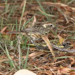 Pyrrholaemus sagittatus (Speckled Warbler) at The Pinnacle - 16 Mar 2024 by MichaelWenke