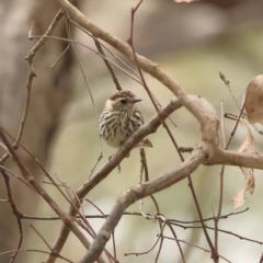 Pyrrholaemus sagittatus (Speckled Warbler) at The Pinnacle - 16 Mar 2024 by Trevor