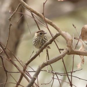 Pyrrholaemus sagittatus at The Pinnacle - 16 Mar 2024 12:34 PM