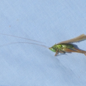 Conocephalomima barameda at QPRC LGA - suppressed