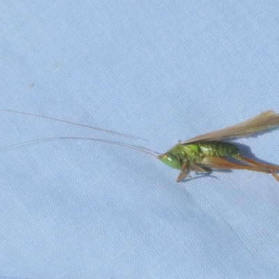 Conocephalomima barameda (False Meadow Katydid, Barameda) at Mongarlowe River - 12 Mar 2024 by arjay