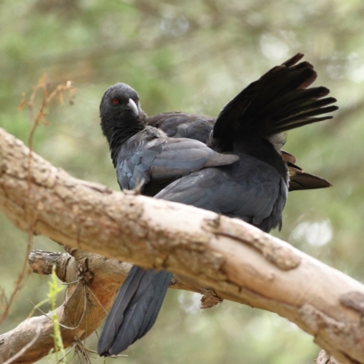 Corcorax melanorhamphos (White-winged Chough) at The Pinnacle - 16 Mar 2024 by Trevor