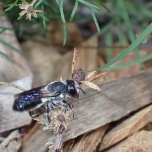 Megachile lucidiventris at Springwood, NSW - 2 Jan 2024