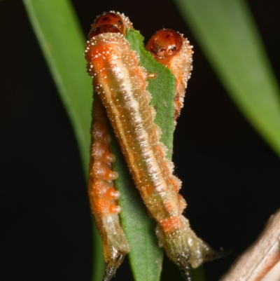 Pterygophorus cinctus (Bottlebrush sawfly) at Downer, ACT - 17 Mar 2024 by RobertD