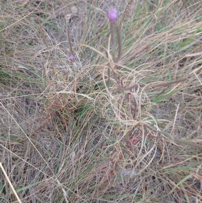 Epilobium sp. (A Willow Herb) at Symonston, ACT - 16 Mar 2024 by CallumBraeRuralProperty