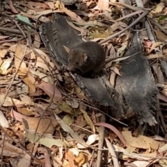 Antechinus agilis (Agile Antechinus) at Paddys River, ACT - 17 Mar 2024 by rhyshardy