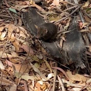 Antechinus agilis at Tidbinbilla Nature Reserve - 17 Mar 2024 12:29 PM