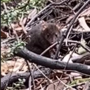 Antechinus agilis at Tidbinbilla Nature Reserve - 17 Mar 2024 12:29 PM