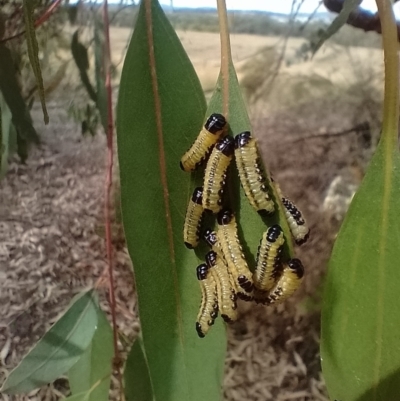 Paropsis atomaria (Eucalyptus leaf beetle) at Lake Ginninderra - 13 Mar 2024 by Amata