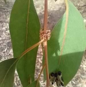 Paropsis atomaria at Lake Ginninderra - 13 Mar 2024