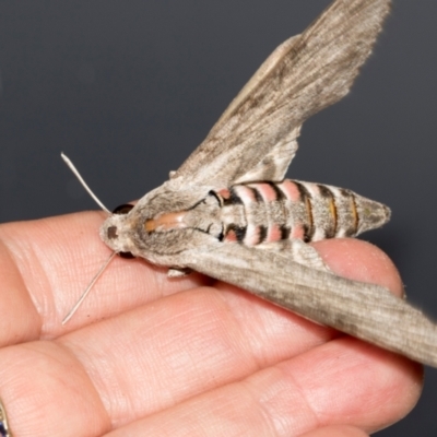 Agrius convolvuli (Convolvulus Hawk Moth) at Higgins, ACT - 15 Mar 2024 by AlisonMilton