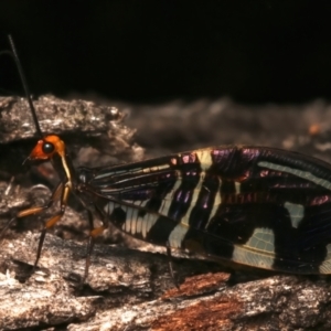 Porismus strigatus at Mount Ainslie - suppressed