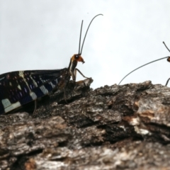 Porismus strigatus at Mount Ainslie - suppressed