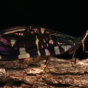 Porismus strigatus at Mount Ainslie - suppressed