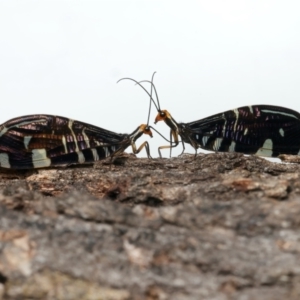 Porismus strigatus at Mount Ainslie - suppressed