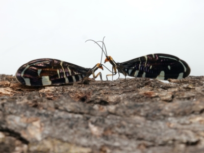 Porismus strigatus (Pied Lacewing) at Mount Ainslie - 14 Mar 2024 by jb2602