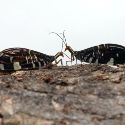 Porismus strigatus (Pied Lacewing) at Mount Ainslie - 14 Mar 2024 by jb2602